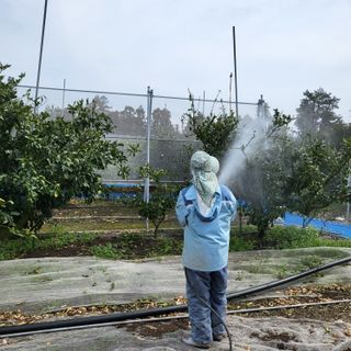 감귤해진님의 귤 · 영농일지 작성글 사진