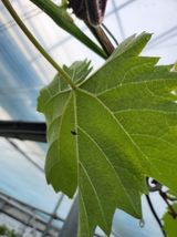 팜모닝 포도·병해충상담 게시글 이미지