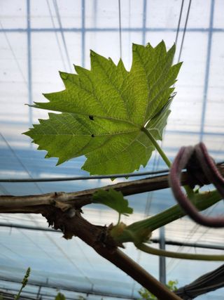 쥬얼머스캣님의 포도 · 병해충상담 작성글 사진