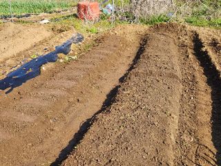 김영철님의 들깨 · 영농일지 작성글 사진