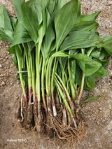 팜모닝 4월 내 작물 자랑하기·참여글 게시글 이미지