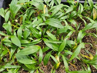 다래와산마늘님의 4월 내 작물 자랑하기 · 참여글 작성글 사진