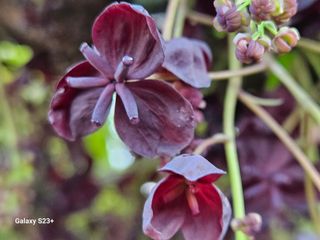 다래와산마늘님의 4월 내 작물 자랑하기 · 참여글 작성글 사진