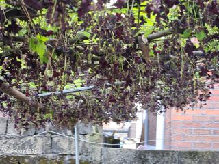 다래와산마늘님의 4월 내 작물 자랑하기 · 참여글 작성글 사진