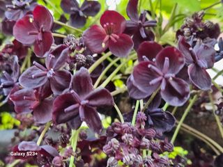 다래와산마늘님의 4월 내 작물 자랑하기 · 참여글 작성글 사진