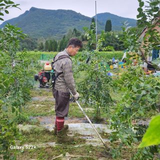 (김영준)쉐프님의 기타작물 · 영농일지 작성글 사진