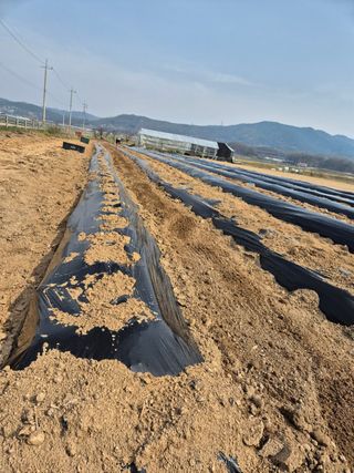 독도농장님의 감자 · 영농일지 작성글 사진