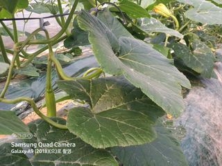 알 수 없음님의 호박 · 영농일지 작성글 사진