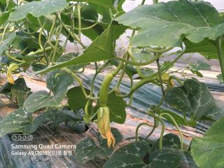 알 수 없음님의 4월 내 작물 자랑하기 · 참여글 작성글 사진