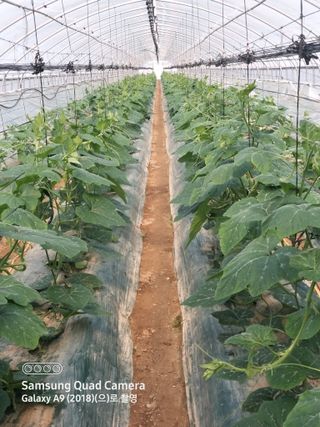 알 수 없음님의 4월 내 작물 자랑하기 · 참여글 작성글 사진