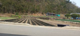 산청아들셋맘박홍점님의 고추 · 영농일지 작성글 사진