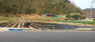 산청아들셋맘박홍점님의 고추 · 영농일지 작성글 사진