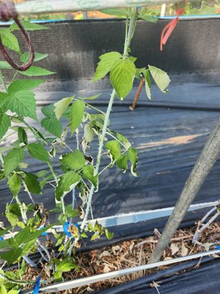 심원댁님의 블루베리 · 영농일지 작성글 사진