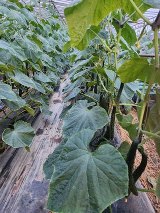 유덕균님의 오이 · 영농일지 작성글 사진