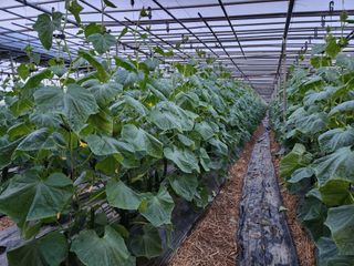 유덕균님의 오이 · 영농일지 작성글 사진