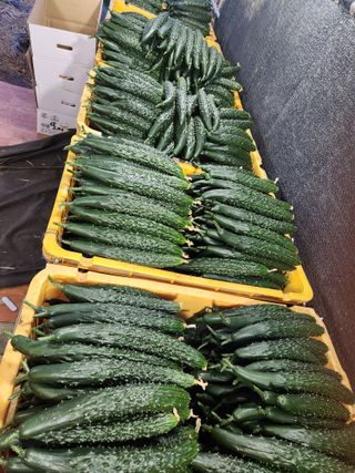 유덕균님의 오이 · 영농일지 작성글 사진