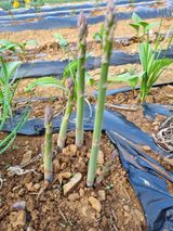 팜모닝 자유주제·자유게시판 게시글 이미지