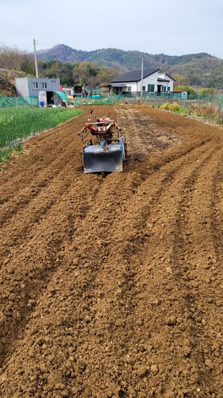 신도용님의 고추 · 영농일지 작성글 사진