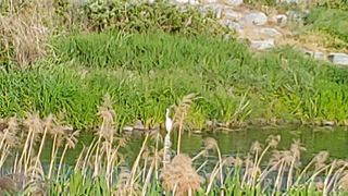 Gyonamjin님의 벼 · 병해충상담 작성글 사진