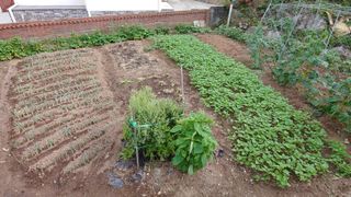 Gyonamjin님의 벼 · 병해충상담 작성글 사진