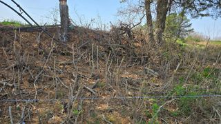 임정석님의 두릅 · 영농일지 작성글 사진