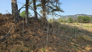 임정석님의 두릅 · 영농일지 작성글 사진