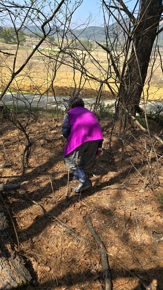 임정석님의 두릅 · 영농일지 작성글 사진