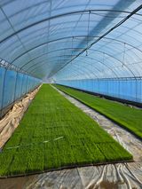 팜모닝 벼·영농일지 게시글 이미지