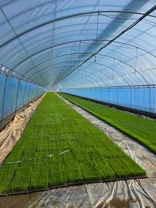 박은수님의 벼 · 영농일지 작성글 사진