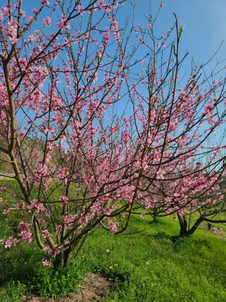 경희아짐님의 자유주제 · 자유게시판 작성글 사진
