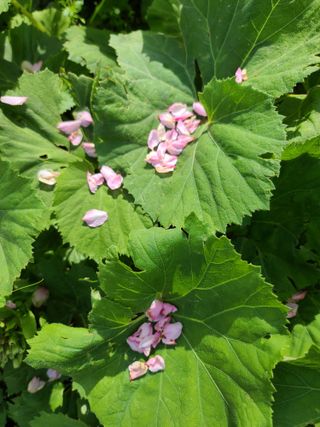 경희아짐님의 자유주제 · 자유게시판 작성글 사진