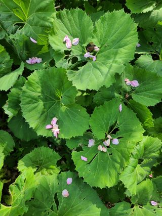 경희아짐님의 자유주제 · 자유게시판 작성글 사진