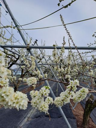 호박4539님의 4월 내 작물 자랑하기 · 참여글 작성글 사진