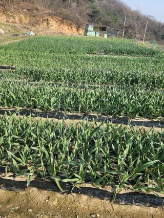 다소농원님의 자유주제 · 자유게시판 작성글 사진