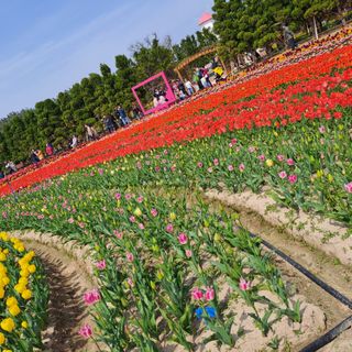 텃밭농부.이점례님의 4월 내 작물 자랑하기 · 참여글 작성글 사진