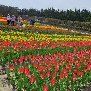 텃밭농부.이점례님의 4월 내 작물 자랑하기 · 참여글 작성글 사진