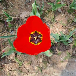 텃밭농부.이점례님의 4월 내 작물 자랑하기 · 참여글 작성글 사진