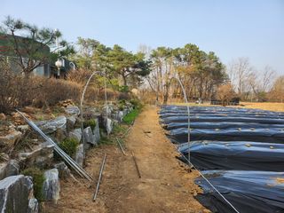 이상준님의 고추 · 영농일지 작성글 사진