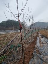 팜모닝 자유주제·자유게시판 게시글 이미지