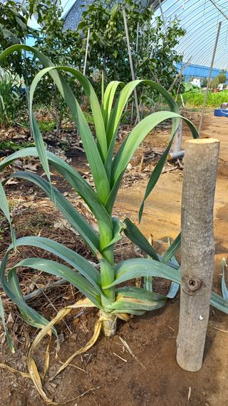 포포나무=항암나무님의 자유주제 · 자유게시판 작성글 사진