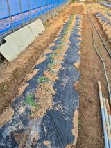 팜모닝 4월 내 작물 자랑하기·참여글 게시글 이미지