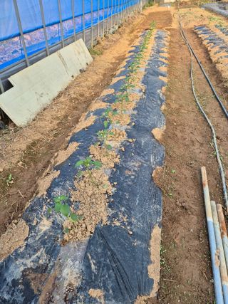 위풍당당님의 4월 내 작물 자랑하기 · 참여글 작성글 사진