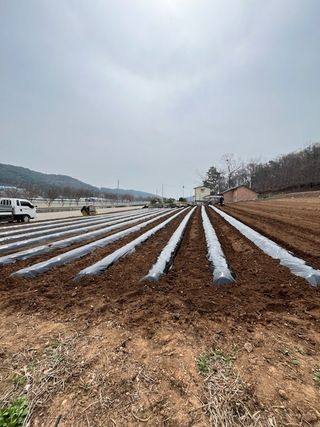 이방일님의 고추 · 영농일지 작성글 사진