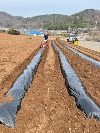 이방일님의 고추 · 영농일지 작성글 사진