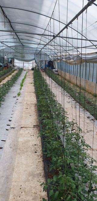 토마토아부지왕궁면님의 4월 내 작물 자랑하기 · 참여글 작성글 사진