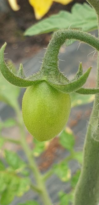 토마토아부지왕궁면님의 4월 내 작물 자랑하기 · 참여글 작성글 사진