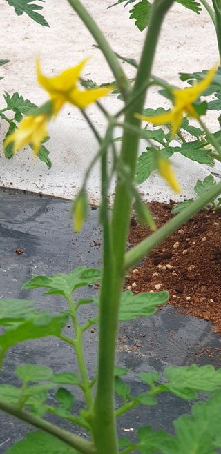 토마토아부지왕궁면님의 4월 내 작물 자랑하기 · 참여글 작성글 사진