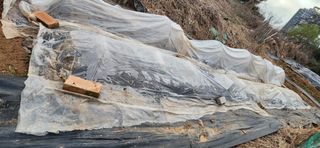 텃밭사랑꾼님의 4월 내 작물 자랑하기 · 참여글 작성글 사진