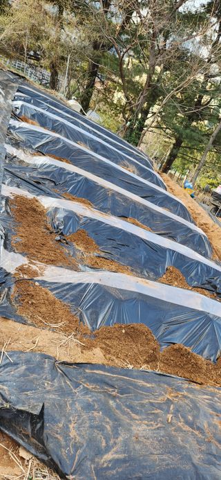 텃밭사랑꾼님의 4월 내 작물 자랑하기 · 참여글 작성글 사진