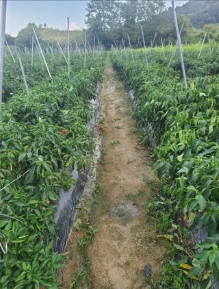 대산농사대장님의 고추 · 지주설치•유인•성장 작성글 사진